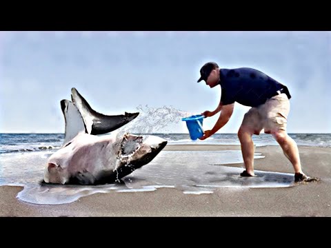 Видео: Эти Животные Звали на Помощь! Топ 30 Трогательных Моментов с Животными