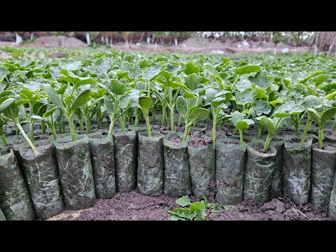 Видео: №9 🍉Тарвуз кўчат экиш. Tarvuz ko'chat ekish.