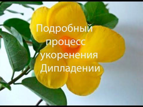 Видео: Укореняем Дипладению (подробный процесс для начинающих цветоводов) шаг 1