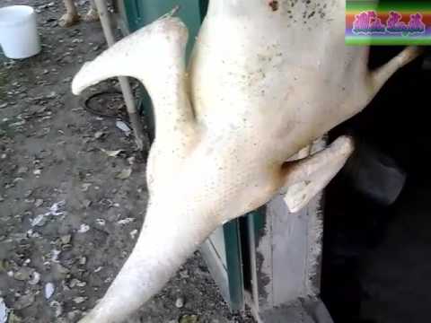 Видео: Осмаливаю (опаливание) гуся.Goose singeing.