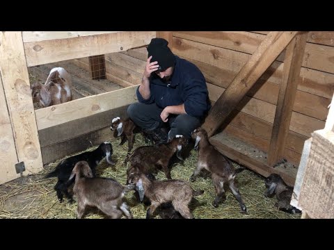 Видео: ТРИ КОЗЫ РОЖАЮТ ОДНОВРЕМЕННО! ПРИШЛОСЬ ВСЕХ РАЗДАТЬ! ТАКОГО МЫ НЕ ОЖИДАЛИ! МОЛОДАЯ ФЕРМА!