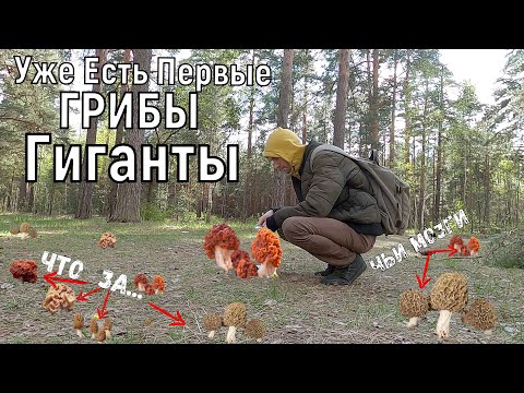 Видео: ГРИБЫ Пошли Сезон ОТКРЫТ! Первые Лесные ГИГАНТЫ Зовут На Сбор Грибов