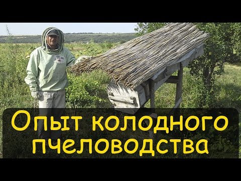 Видео: Колодное пчеловодство. Реальный опыт. Содержание пчел в колодах  Владимир Петрушев