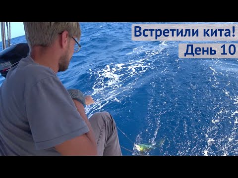 Видео: Кит в океане, махи махи на крючке | Трансатлантика день 10