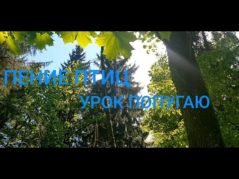 Видео: ПЕНИЕ ЛЕСНЫХ ПТИЦ. УРОК 7. УЧИМ ПОПУГАЯ ПЕТЬ КРАСИВЫЕ ТРЕЛИ!