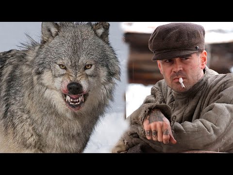 Видео: Огромный волк одним взглядом уничтожил мерзавцев, угрожавших молодому парню