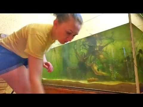 Видео: Аквариум 200 литров #4. Замена коряги.