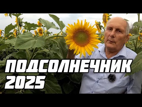 Видео: Подсолнечник Ростовской области 2025!