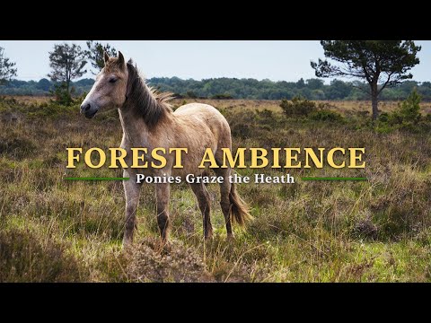 Видео: Расслабляющие звуки леса в 4K, дикие пони пасутся на вересковых пустошах, природная атмосфера для сн
