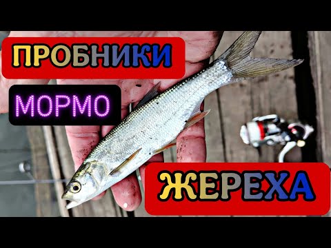 Видео: Навахо мормышка 198 см до 1гр vs пробник жереха.