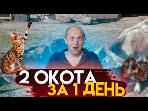 Видео: Ох и растянулся сегодня хутор . Столько приплода мы не ждали .