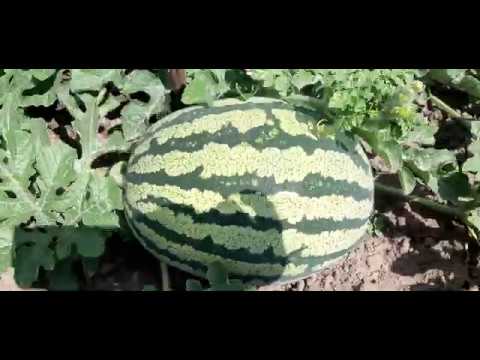 Видео: арбузный сезон 2020. 6 июля. Нижегородская обл. Павловский район.