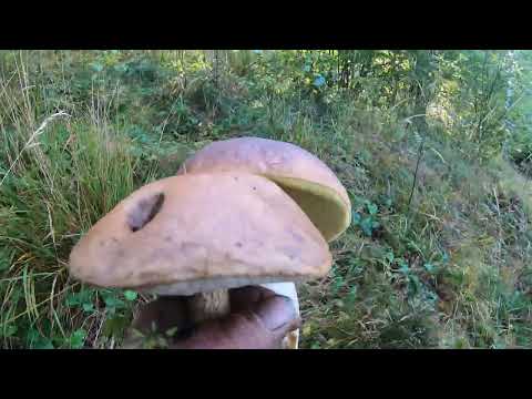 Видео: ТУРКІВЩИНА! ПОЛЬОВІ КРАСЕНІ!