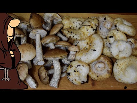 Видео: Попёрли Грузди!!! Собираем настоящие белые Грузди в Самарской области Не грибы , а сказка