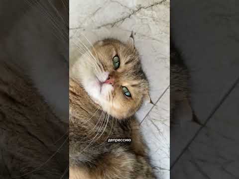 Видео: Разбитое сердце Гуччи