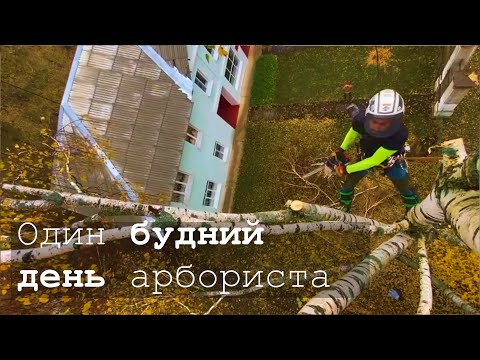 Видео: Как работает арборист - я стал его учеником на один день