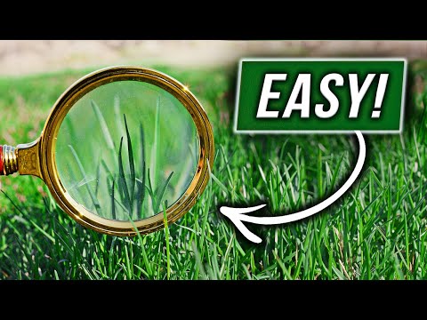 Видео: Определите тип вашей травы БЫСТРО!