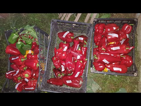 Видео: Перец, продолжение. 18.09.25  Зарисовки в личный архив