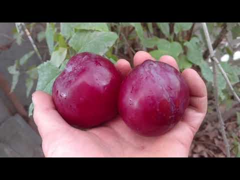 Видео: Диплоидная слива Аутомн Гигант /Аutumn Giаnt/. Первые плоды. Отзыв и видео от питомника Макси Сад
