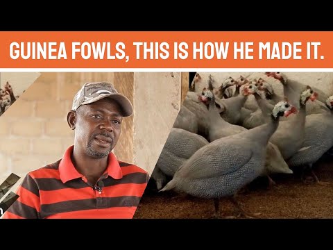 Видео: От безработного выпускника политехнического института до успешного миллионера-заводчика цесарок