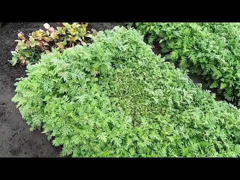 Видео: Скашиваю фацелию осенью, а запахиваю в грунт весной