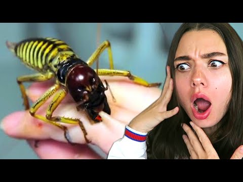 Видео: ПОСТАРАЙСЯ НЕ СКАЗАТЬ «ОЙ» ! РЕАКЦИЯ НА СТРАННЫЕ ВИДЕО