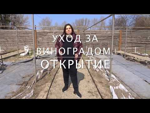 Видео: Открытие винограда.