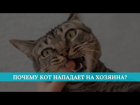 Видео: Почему кот нападает на хозяина?