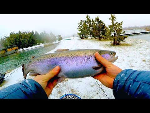 Видео: Ловля крупной форели зимой на сверхлёгкий спиннинг! Эти ряхи гнут спиннинг в дугу! Рыбалка 2020!