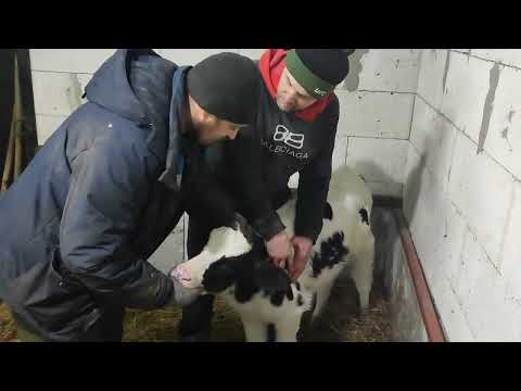 Видео: ОБЕЗРОЖИВАНИЕ ТЕЛЯТ ТЕРМОКАУТЕРОМ.