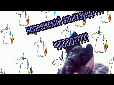 Видео: Лосиная лайка или норвежсккий элькхаунд