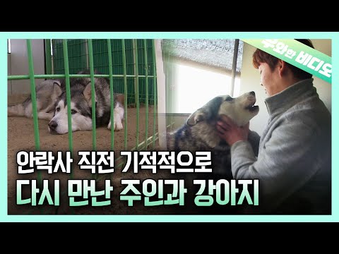 Видео: Чудо для брошенной собаки, которую собирались усыпить