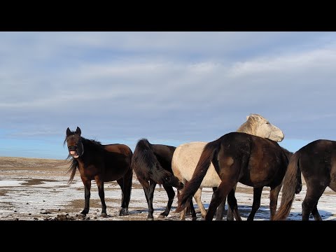 Видео: Үйірге бие қостық. Добавили в косяк кобылу 17.12.22