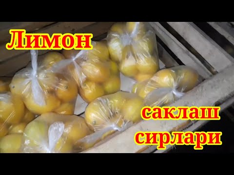 Видео: Уй шароитида Лимон саклаш тугрисида видео дарслик