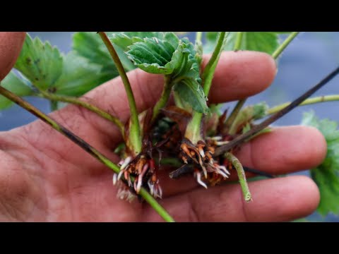 Видео: Посадив пагони полуниці в грядку,прошло 10 днів