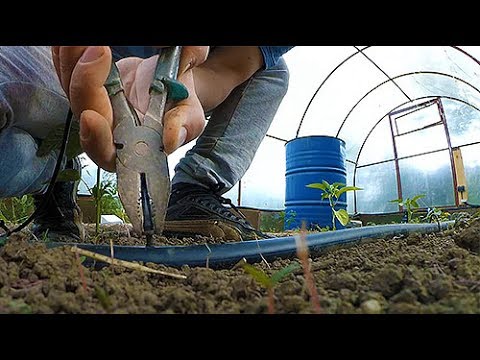 Видео: КАПЕЛЬНЫЙ ПОЛИВ, мой вариант. Монтаж и испытания. Капельницы, таймер, сетчатый и дисковый фильтры.