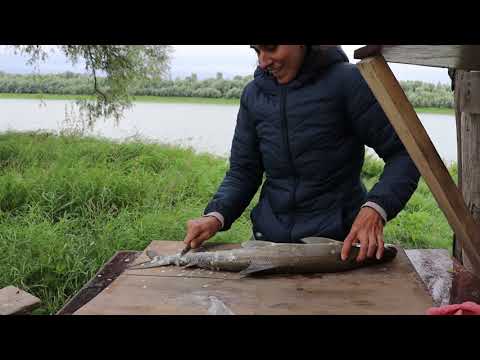 Видео: ✅ Время Нельмы... (Иртыш, Клевая Рыбалка)