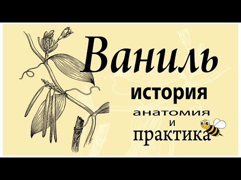 Видео: Ваниль - гермафродит с тяжелой судьбой (и вы до сих пор неправильно ею пользуетесь)