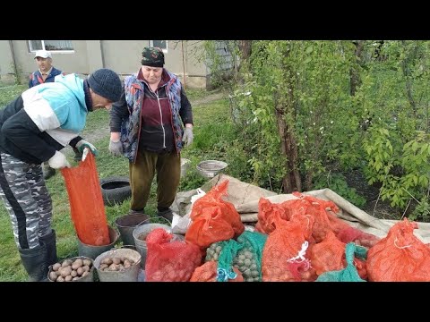 Видео: Сажаем картошку//Покрыли корову//Встретили гостей.