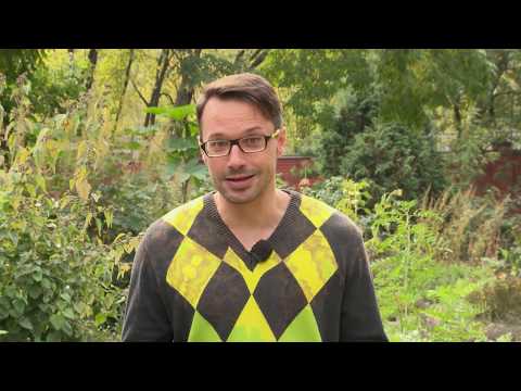 Видео: Что Вы знаете о пользе сорняков?