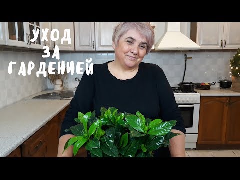 Видео: ГАРДЕНИЯ. Мои цветы. Мой опыт.