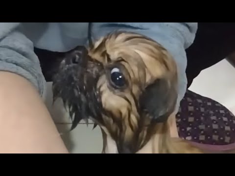 Видео: Одна на ледяном снегу, она дрожала, беспомощная, пока мужчина не пришел ей на помощь!