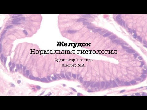 Видео: Желудок. Нормальная гистология.