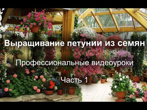 Видео: Петуния, выращиваем без ошибок. Часть1