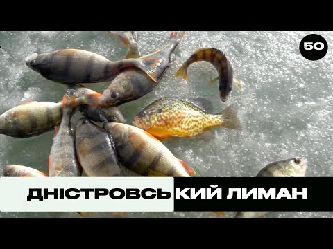 Видео: Дністровський Лиман | Трофей на Морі №50