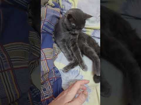 Видео: ГРАФ ВСЕХ НАПУГАЛ🥺🙀