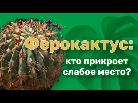 Видео: Ферокактус: кто прикроет слабое место?