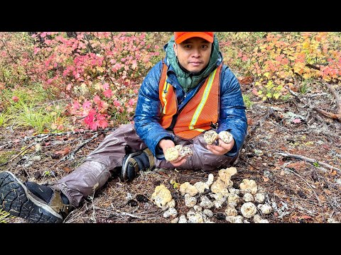 Видео: Самый разыскиваемый и дорогой гриб, известный как мацутакэ, он же сосновый гриб — Часть 2