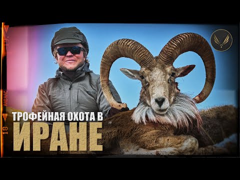 Видео: ИРАН | ГОРНАЯ ОХОТА НА КРАСНОГО БАРАНА | ОХОТА С ДЕНИСОМ МОРОЗОВЫМ