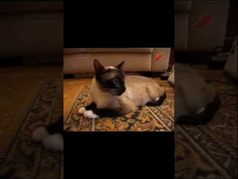 Видео: Про Сноу шу